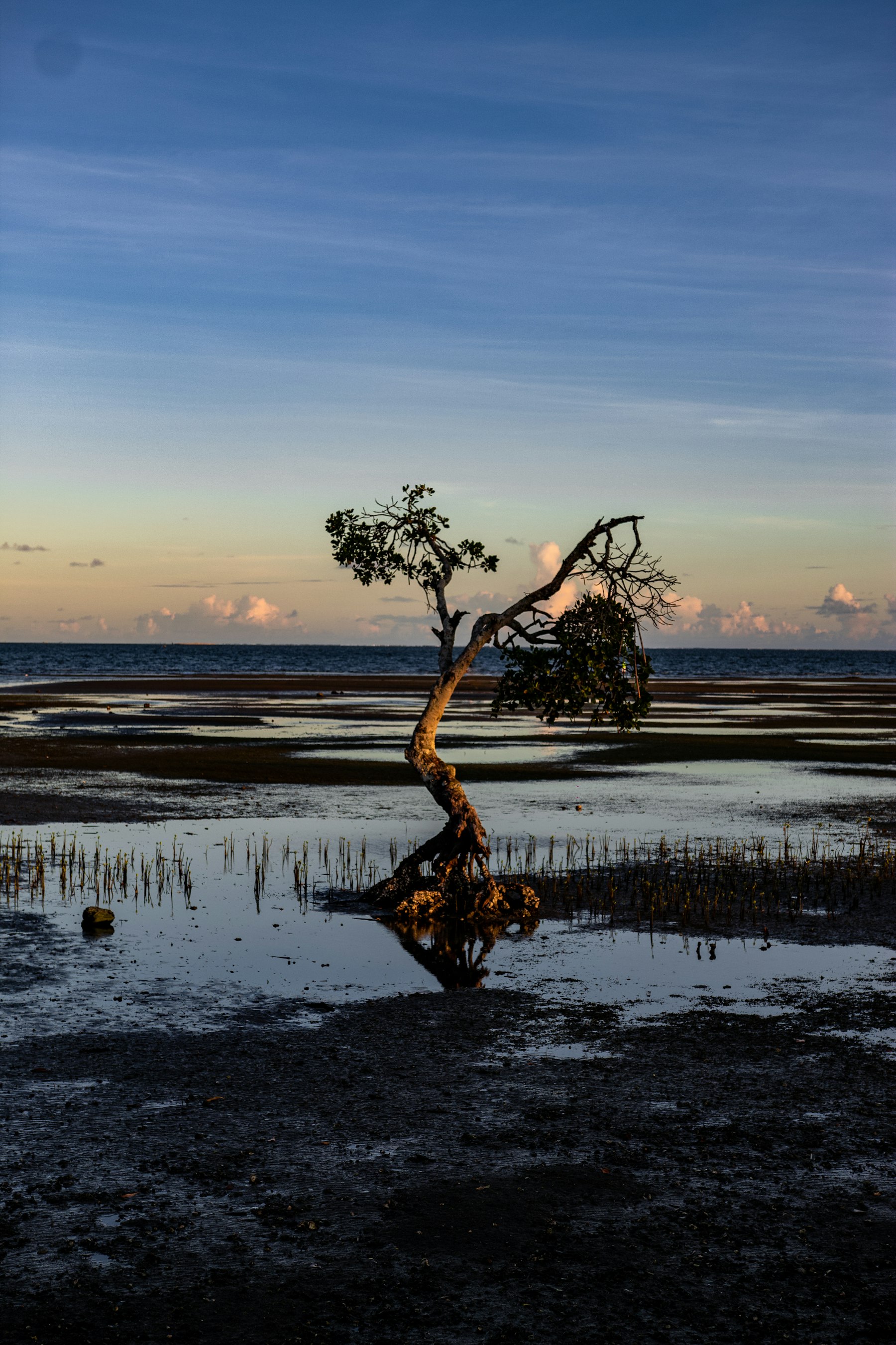 A mangrove tree on a tidal flat in Suva at dusk.
